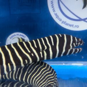 Gymnomurana zebra- Zebra Moray XL