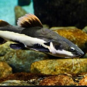 Phractocephalus hemioliopterus - Redtail catfish L