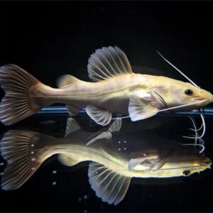 Phractocephalus Hemioliopterus Platinum