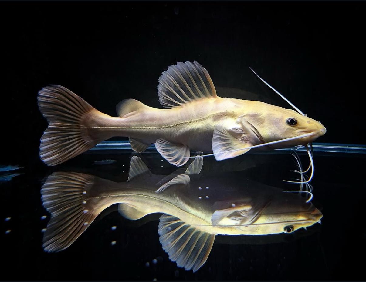Phractocephalus Hemioliopterus Platinum