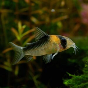 Corydoras duplicareus
