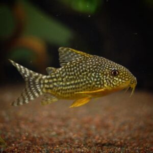 Corydoras sterbai