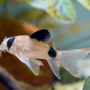 Corydoras Panda (Long fin)