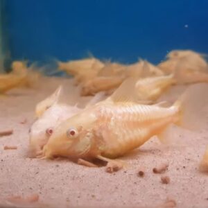 Corydoras Paleatus Albino