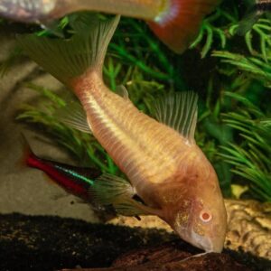 Corydoras Aeneus Albino