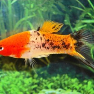 Xiphophorus Helleri Sanke