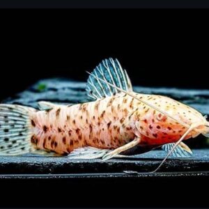 Hoplosternum Thoracatum Albino