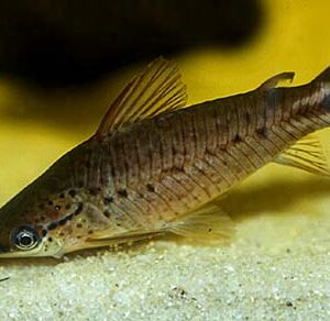 Dianema Urostriatum