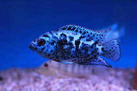 Rocio Octofasciata Electric Blue