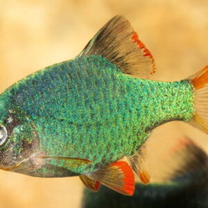 Barbus Tetrazona Jade