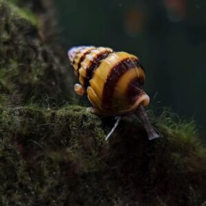 Anentome helena (Melc asasin)