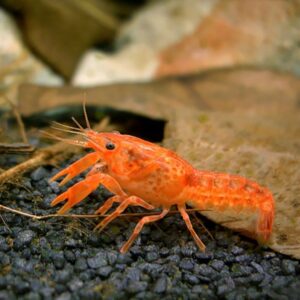 Cambarellus Patzcuarensis (Orange)