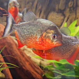 Serrasalmus Nattereri (Piranha cu burta roșie)