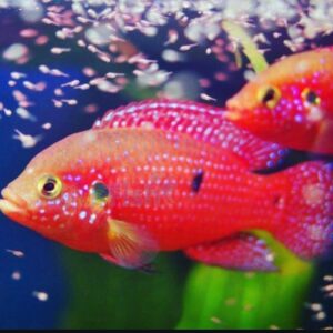 Hemichromis Lifalili