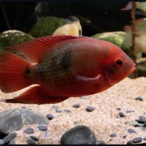 Hypselecara temporalis (Chocolate cichlid) L