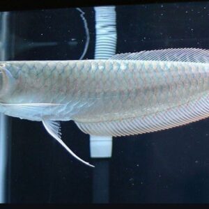 Osteoglossum Bicirrhosum (Silver arowana)