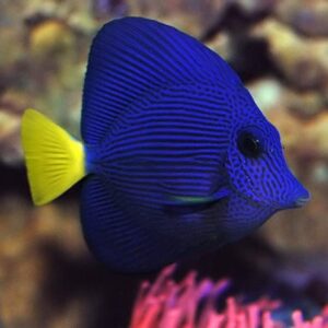 Zebrasoma Xanthurum M