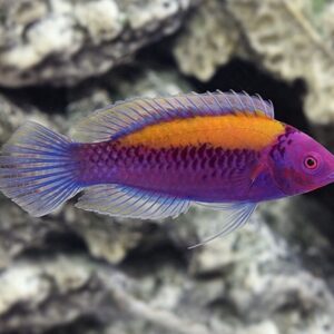Cirrhilabrus Aurantidorsalis L- Mascul