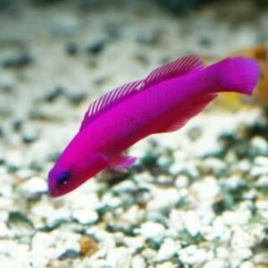 Pseudochromis Fridmani