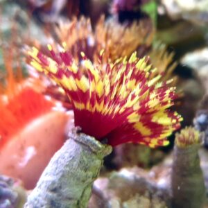 Sabellastarte Indica red-yellow