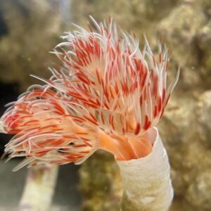 Protula Bispiralis (Coco Worm) - Red And White