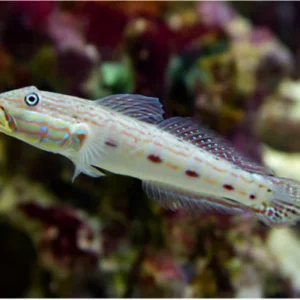 Valenciennea Longipinnis