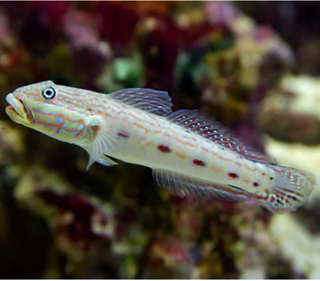 Valenciennea Longipinnis
