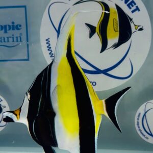 Moorish Idol - Zanclus Cornutus L