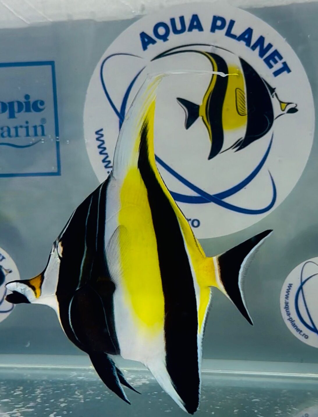 Moorish Idol - Zanclus Cornutus L