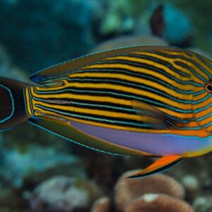 Acanthurus Lineatus M