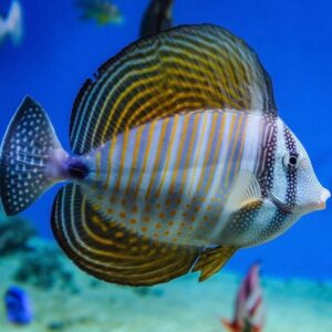 Zebrasoma Desjardinii XL