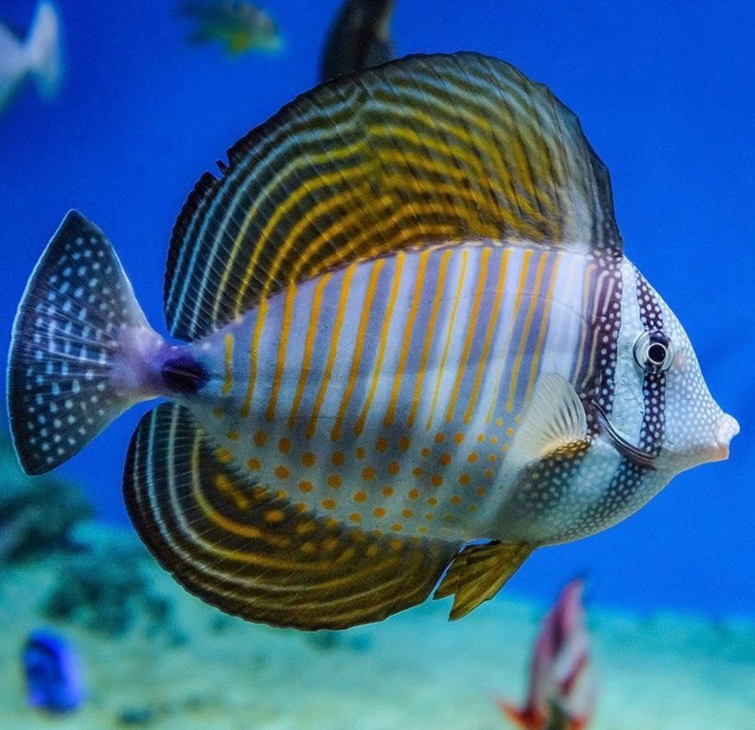 Zebrasoma Desjardinii XL