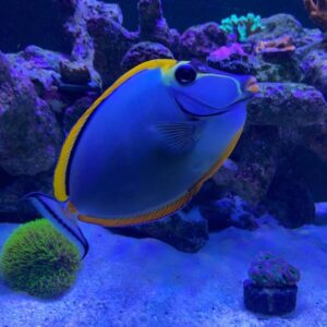 Naso Elegans M