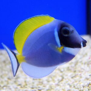 Acanthurus Leucosternon M