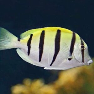 Acanthurus Triostegus M