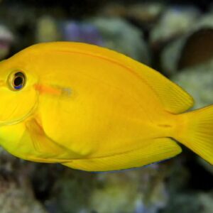 Acanthurus Olivaceus - Yellow S-M