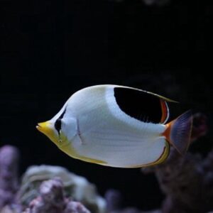 Chaetodon Ephippium M