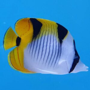 Chaetodon Falcula M-L
