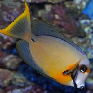 Acanthurus Pyroferus L