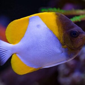 Hemitaurichthys Polylepis (Pyramid butterflyfish)