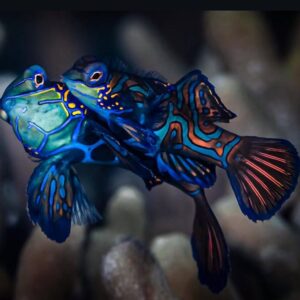 Synchiropus Splendidus (Mandarinfish)