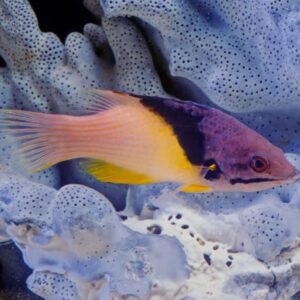 Bodianus Mesothorax L