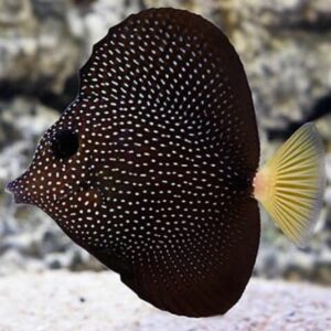 Zebrasoma Gemmatum (Spotted tang) L