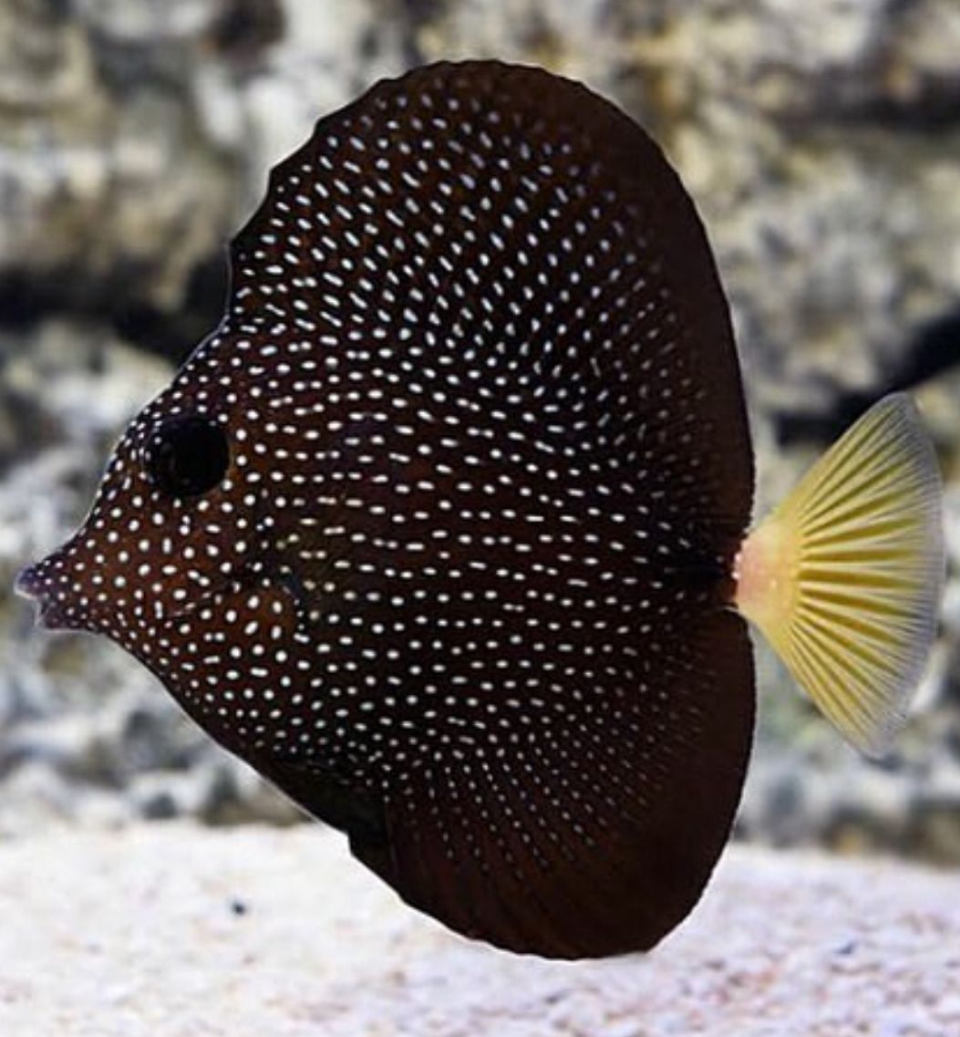 Zebrasoma Gemmatum (Spotted tang) L