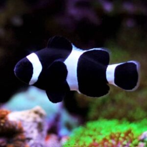 Amphiprion Ocellaris Black
