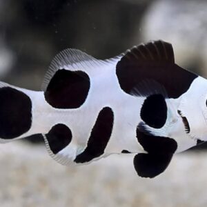 Amphiprion Ocellaris Black Storm