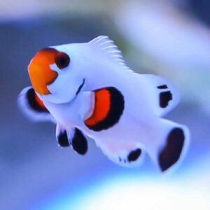 Amphiprion Ocellaris Platinum Storm
