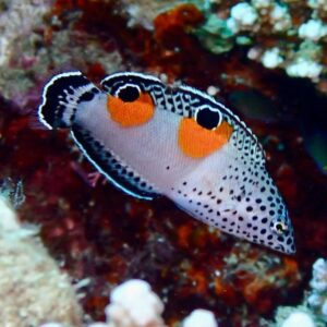 Coris Aygula Juvenil