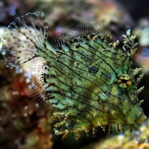 Chaetodermis penciligerus XL