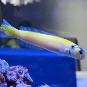 Hoplolatilus luteus L (Yellow tilefish)